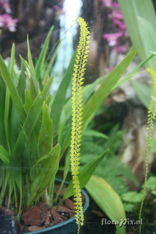 Dendrochilum filiforme