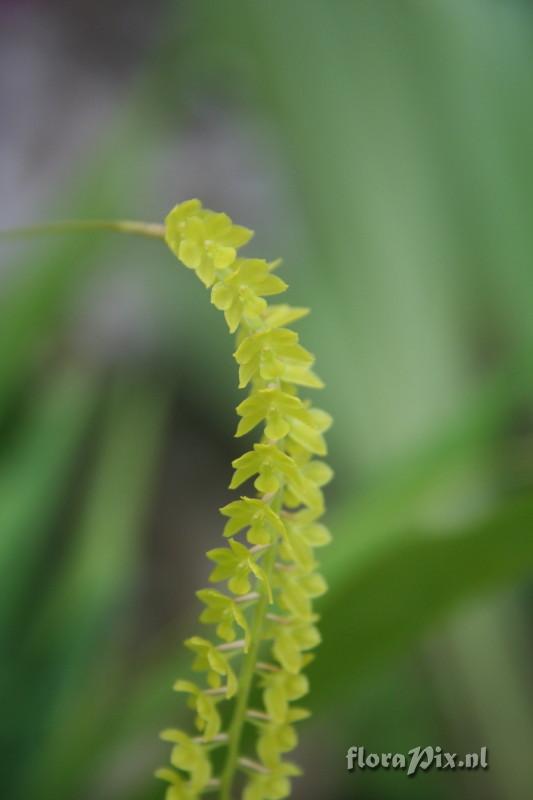 Dendrochilum filiforme