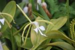 Epidendrum oerstedii