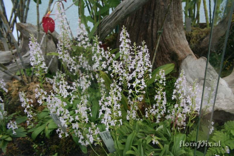 Stenoglottis woodii