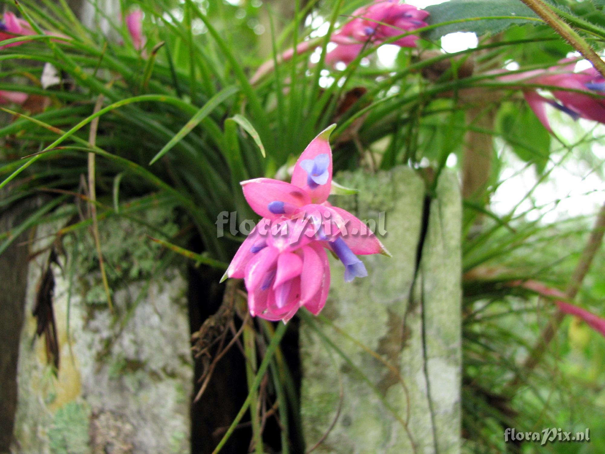 Tillandsia stricta var. stricta