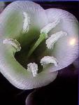 Vriesea croceana