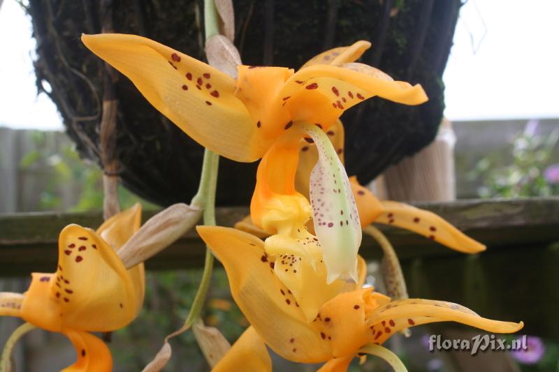 Stanhopea jenischiana