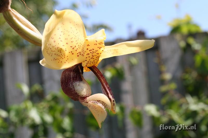 Stanhopea insignis