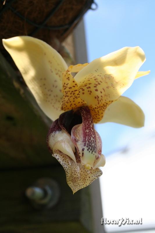 Stanhopea insignis