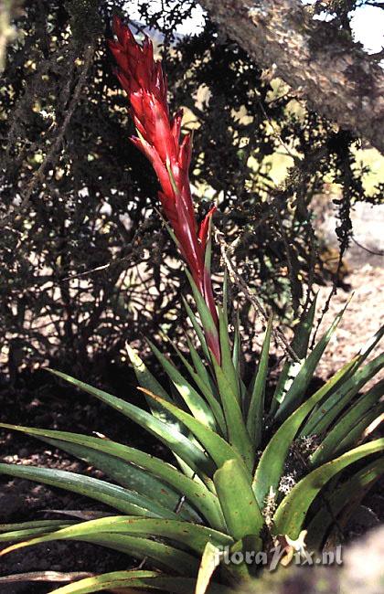 Tillandsia sp.