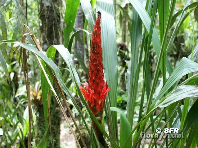 Pitcairnia sp. Ecuador