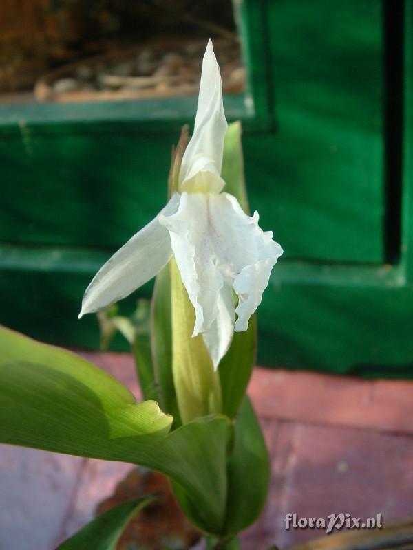 Roscoea Beesiana - Monique