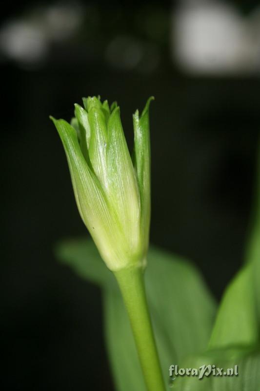 Roscoea capitata