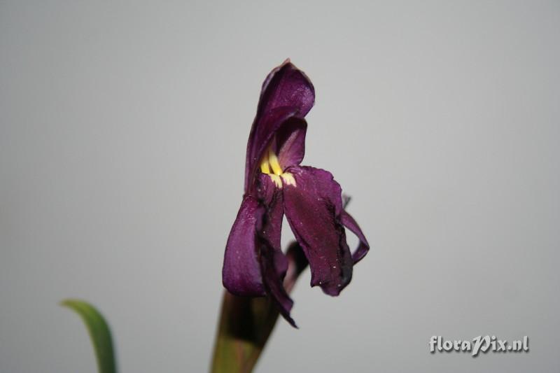 Roscoea cautleyoides forma atropurpurea