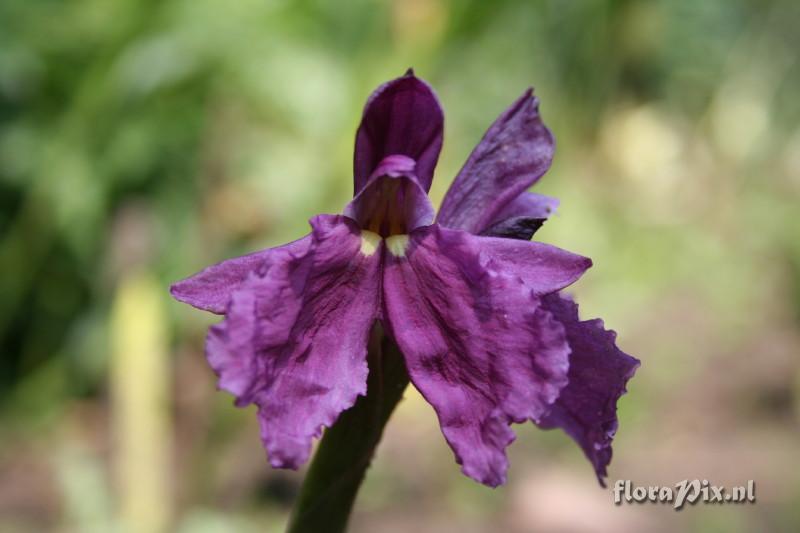 Roscoea cautleyoides - 