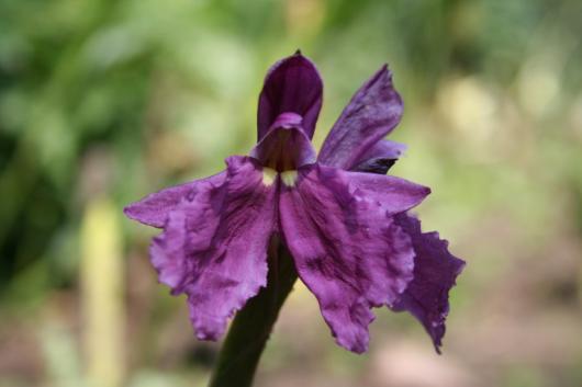 Roscoea cautleyoides - 'Purple King'