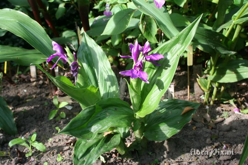 Roscoea debilis var. debilis