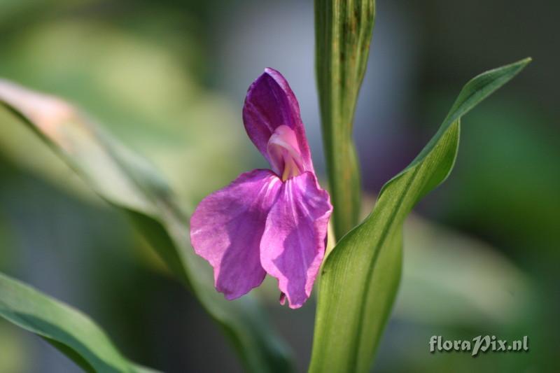 Roscoea praecox