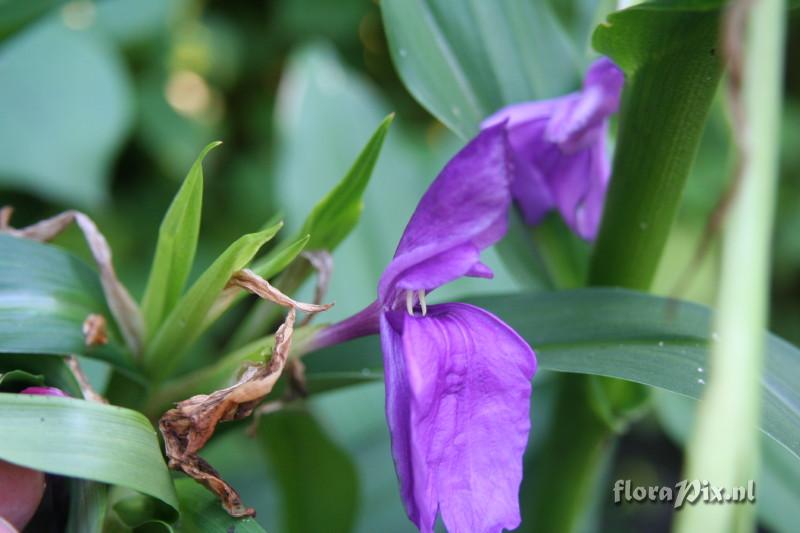 Roscoea tumjensis