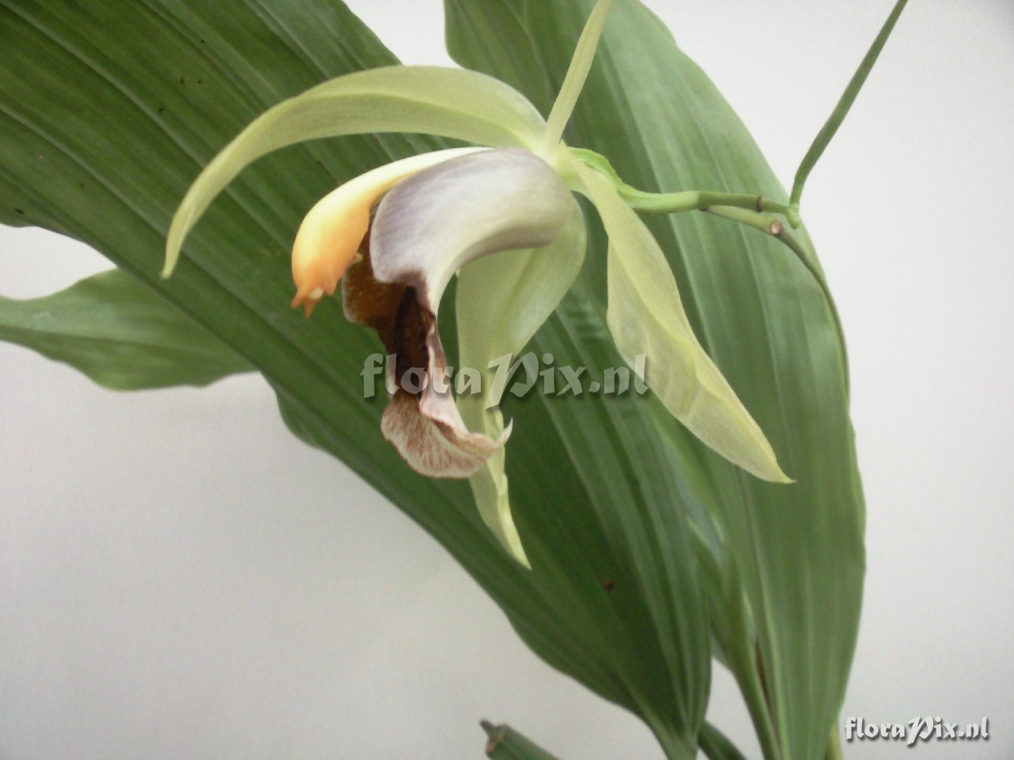 Coelogyne celebensis