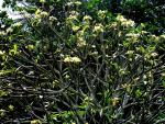 Plumeria sp. Flowering Tree