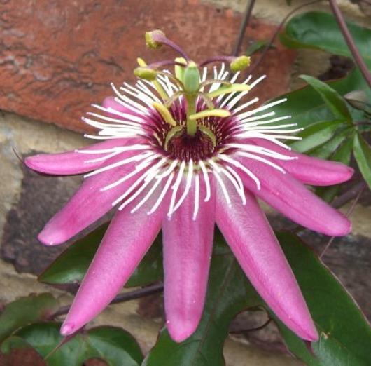 Passiflora  'Kudos'