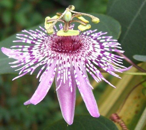 Passiflora miersii 