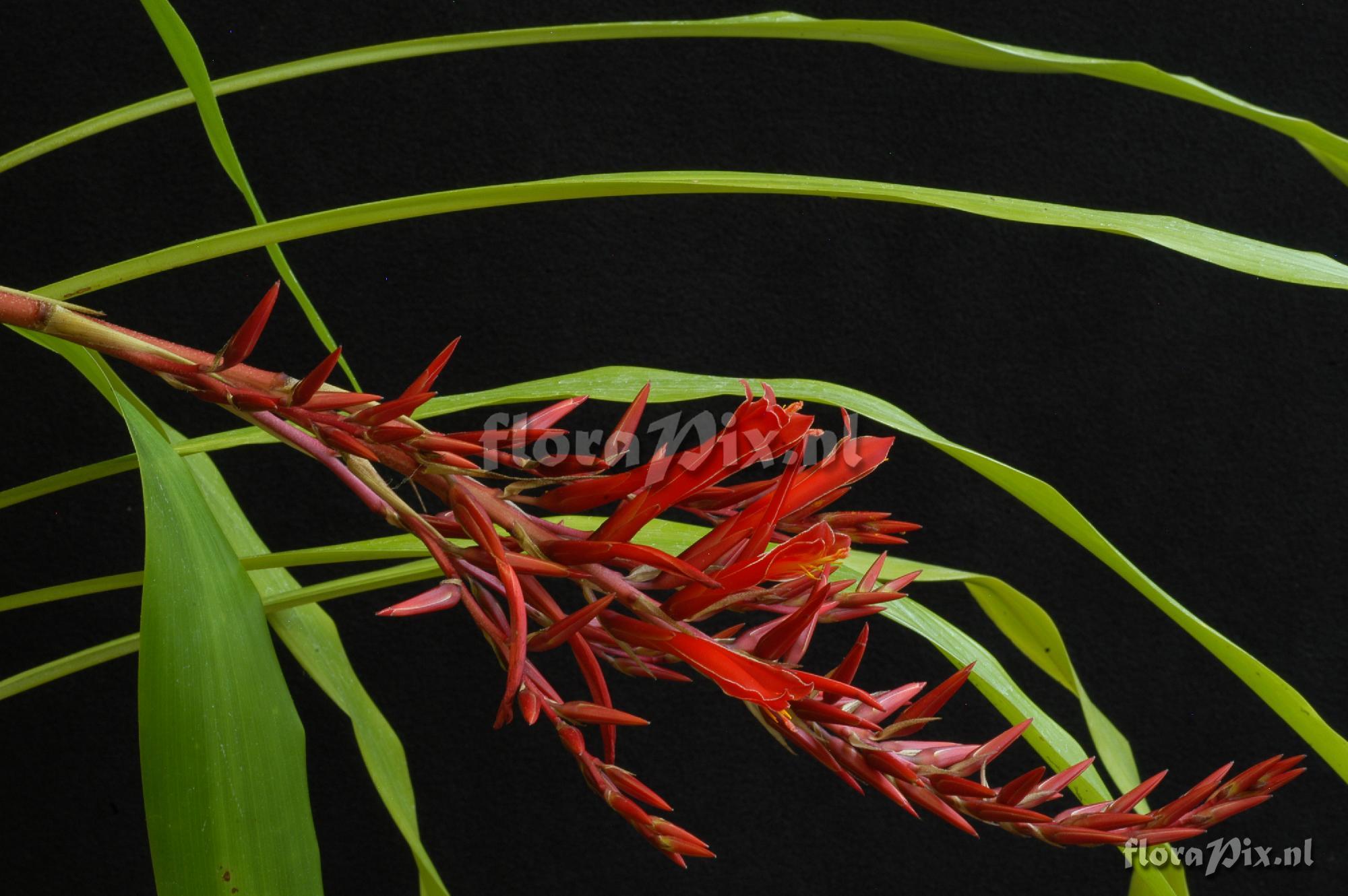 Pitcairnia aff. yaupi-bajaensis