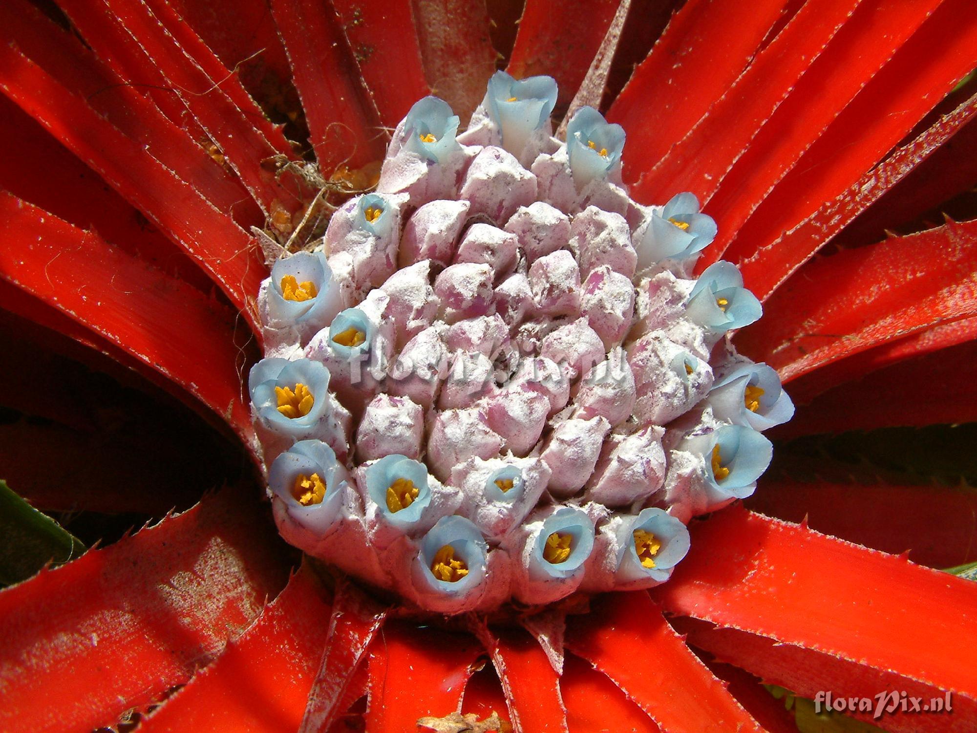 Fascicularia bicolor ssp. canaliculata