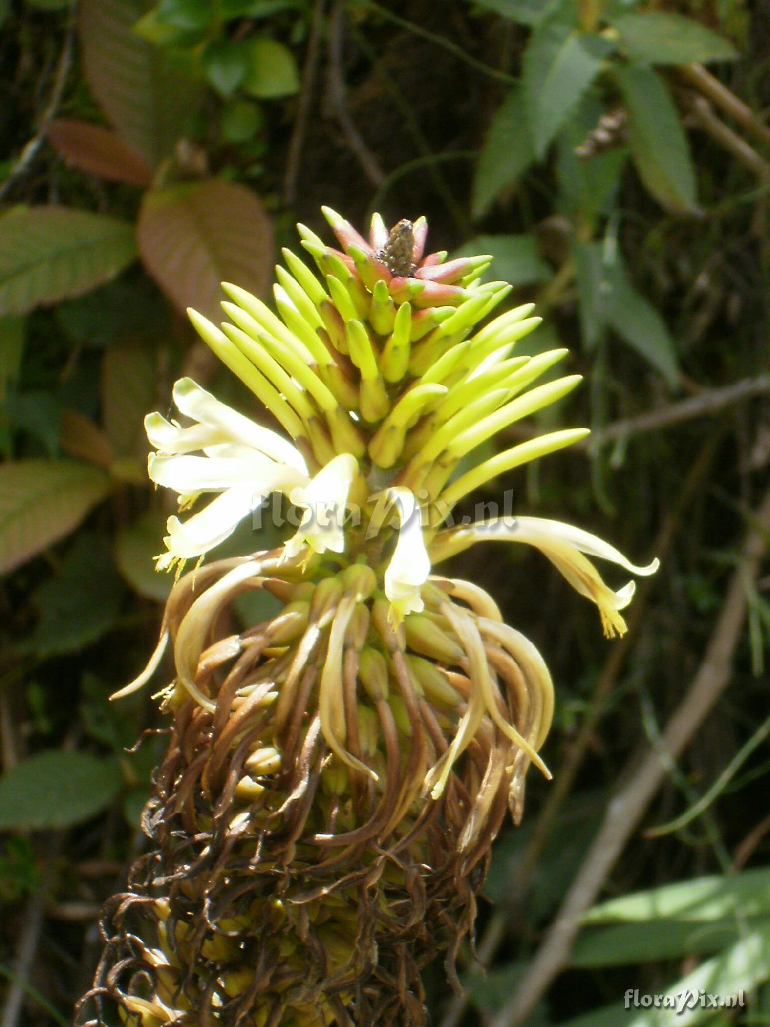 Pitcairnia trianae