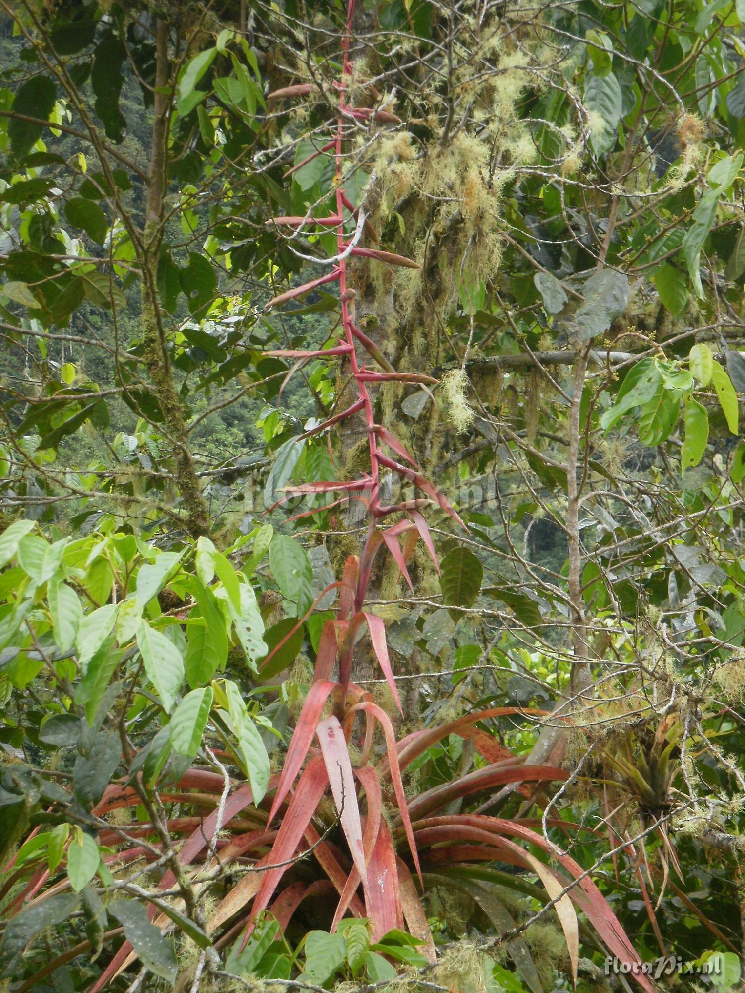 Tillandsia sp ?