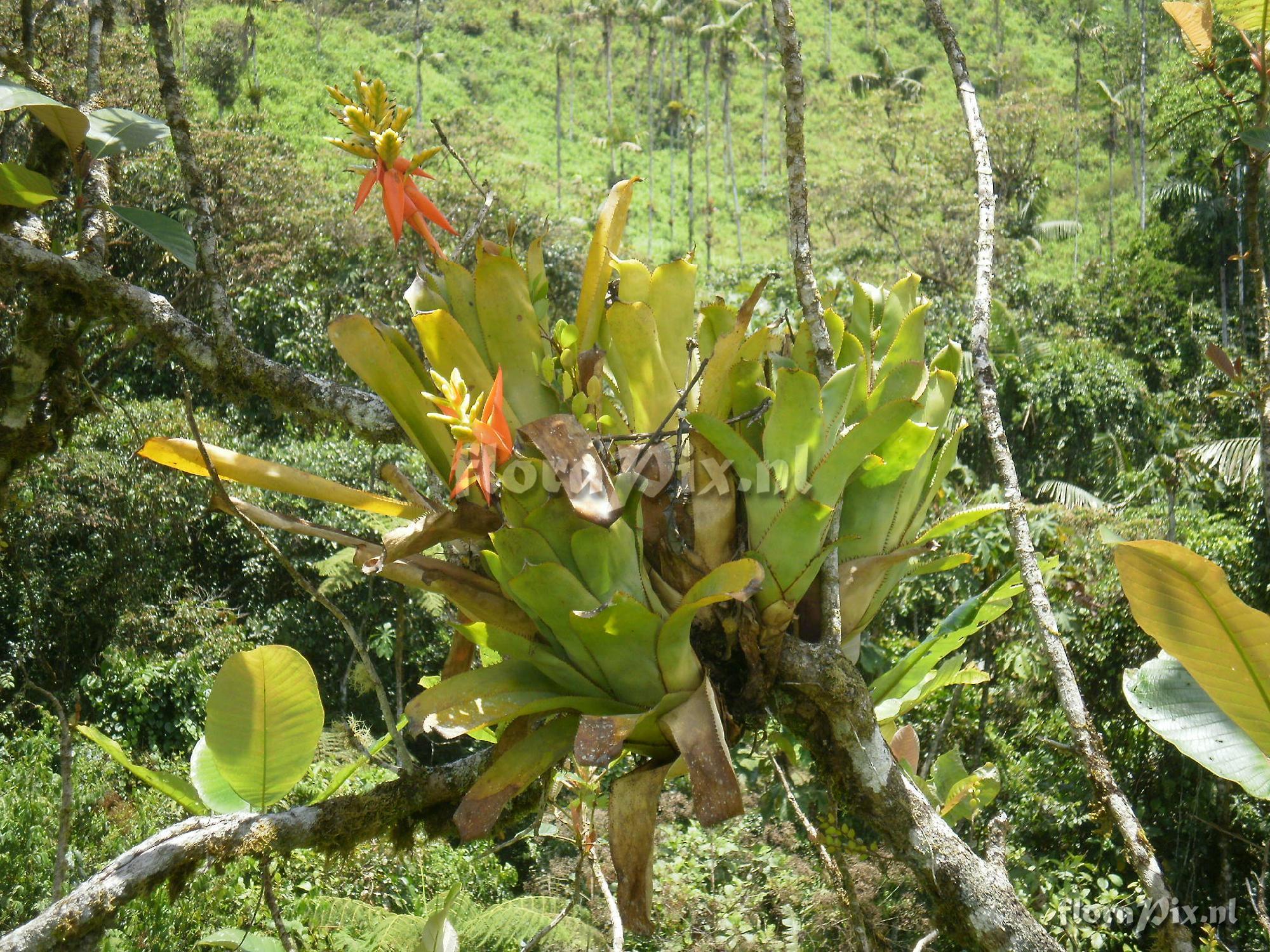 Aechmea sp ?.