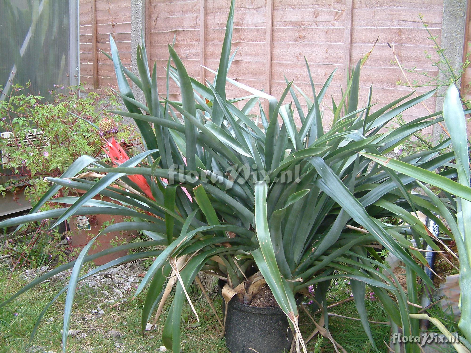 Aechmea ornata