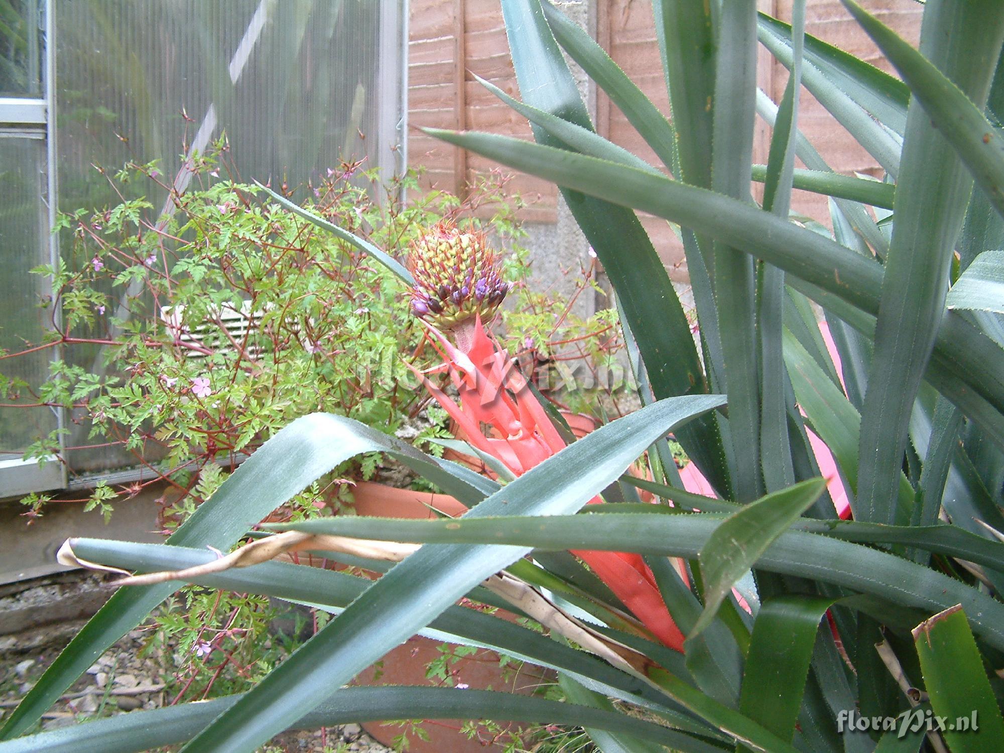 Aechmea ornata