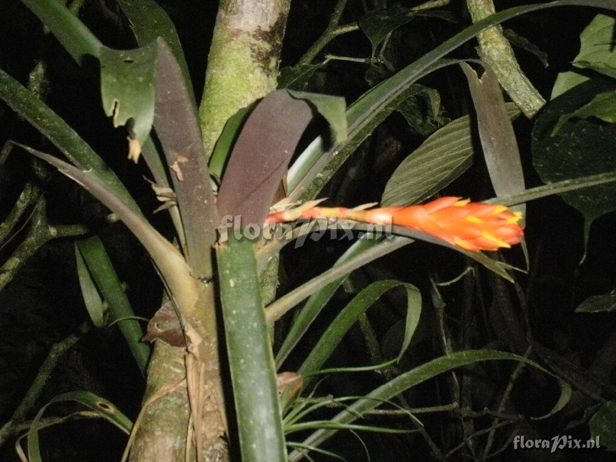 Guzmania melinonis