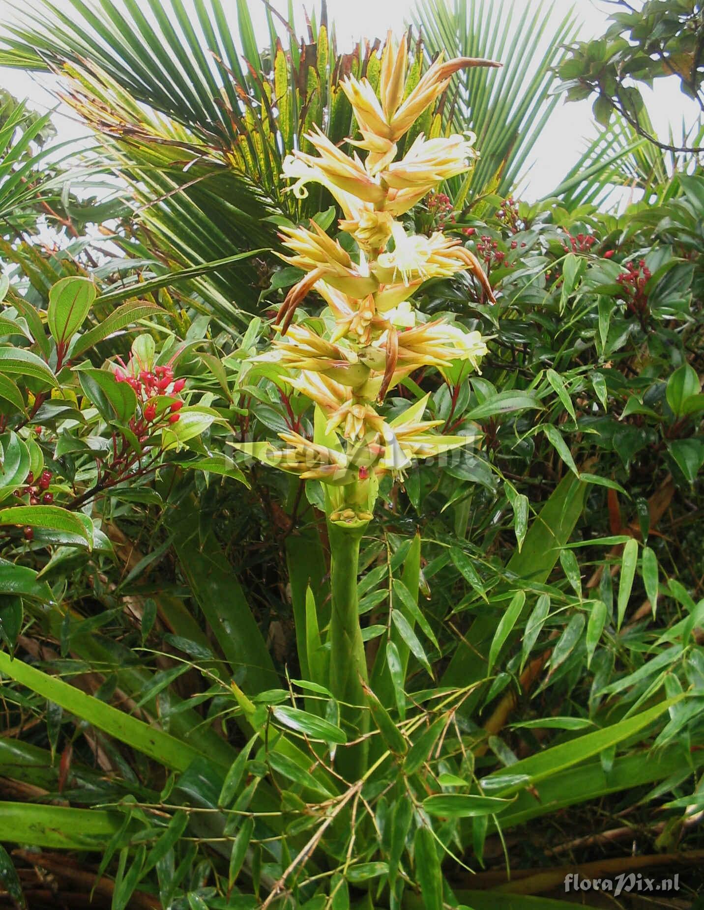 Guzmania megastachya (Baker) Mez