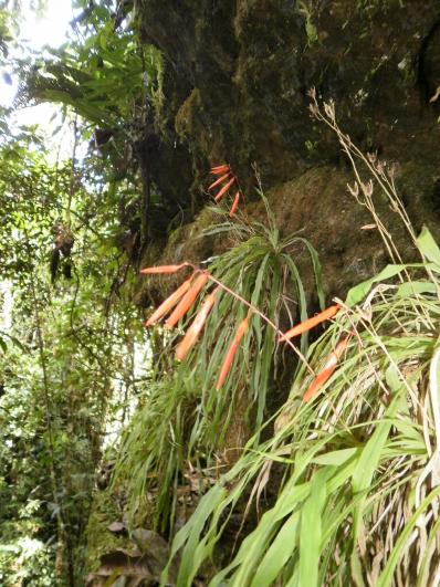 Pitcairnia condorensis