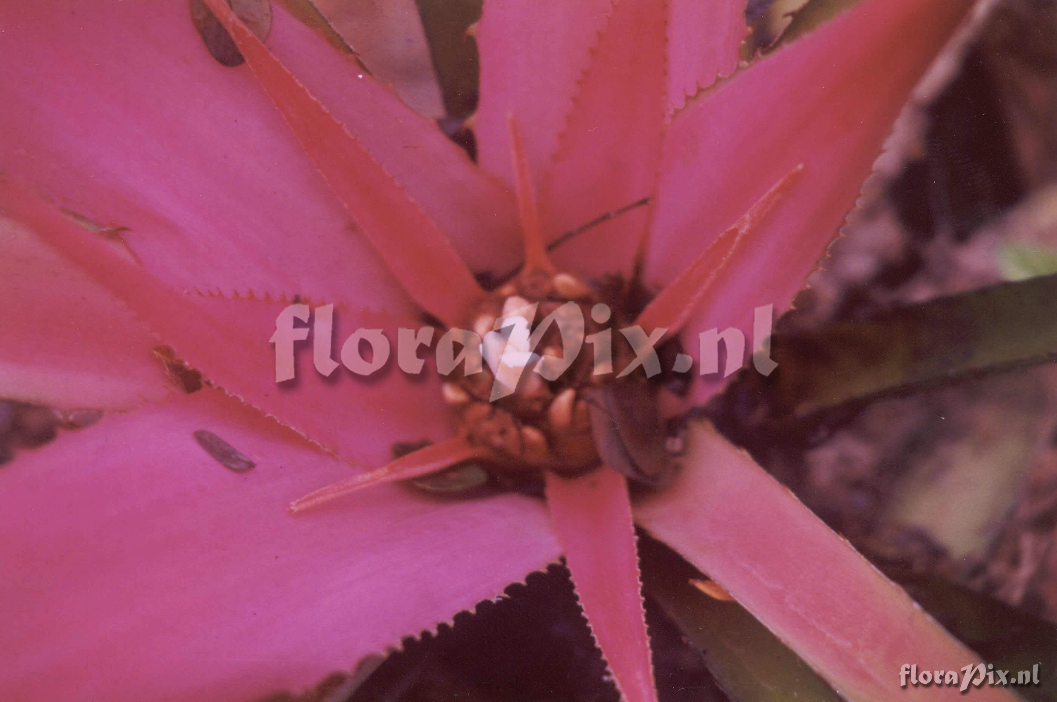 Bromelia cf. fosteriana