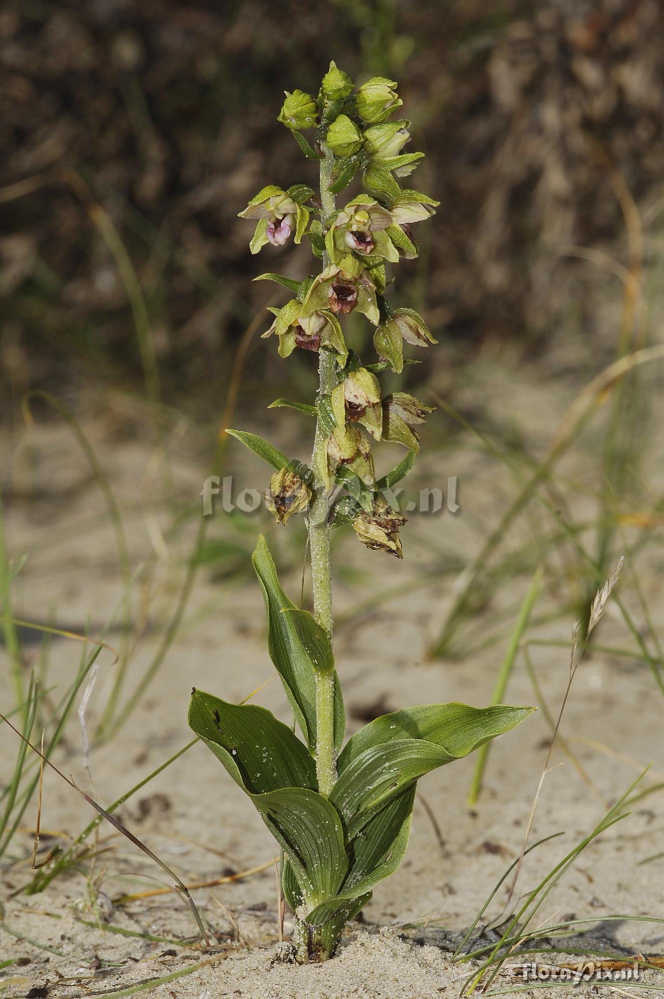 Epipactis helleborine subsp. neerlandica