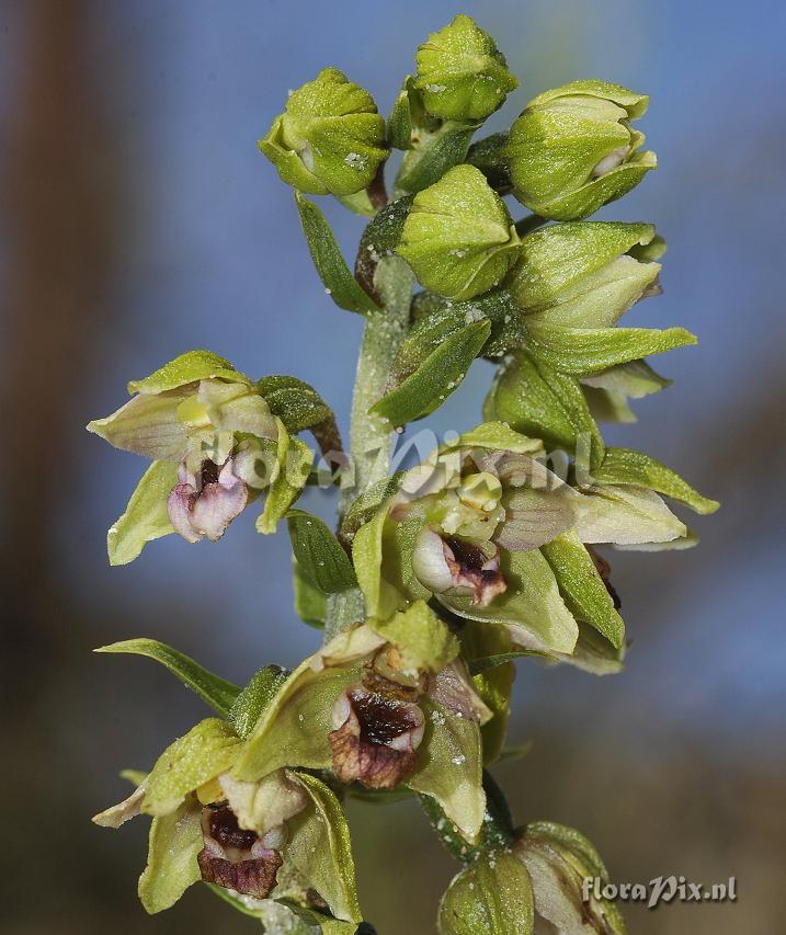 Epipactis helleborine subsp. neerlandica