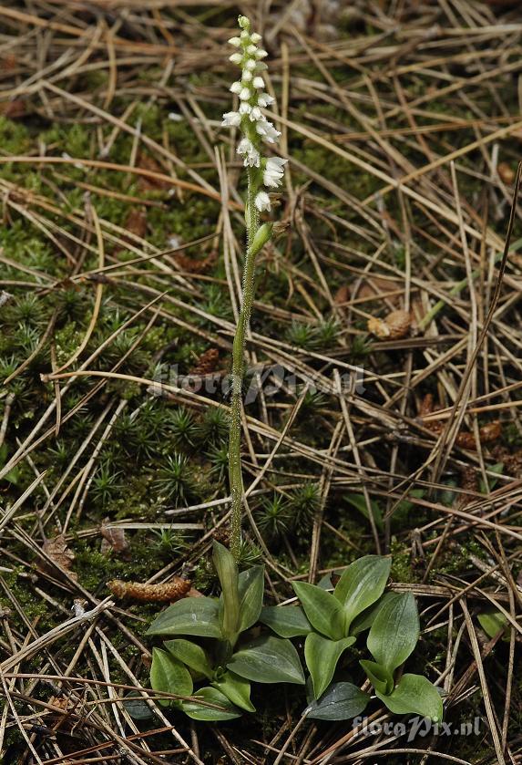 Goodyera repens