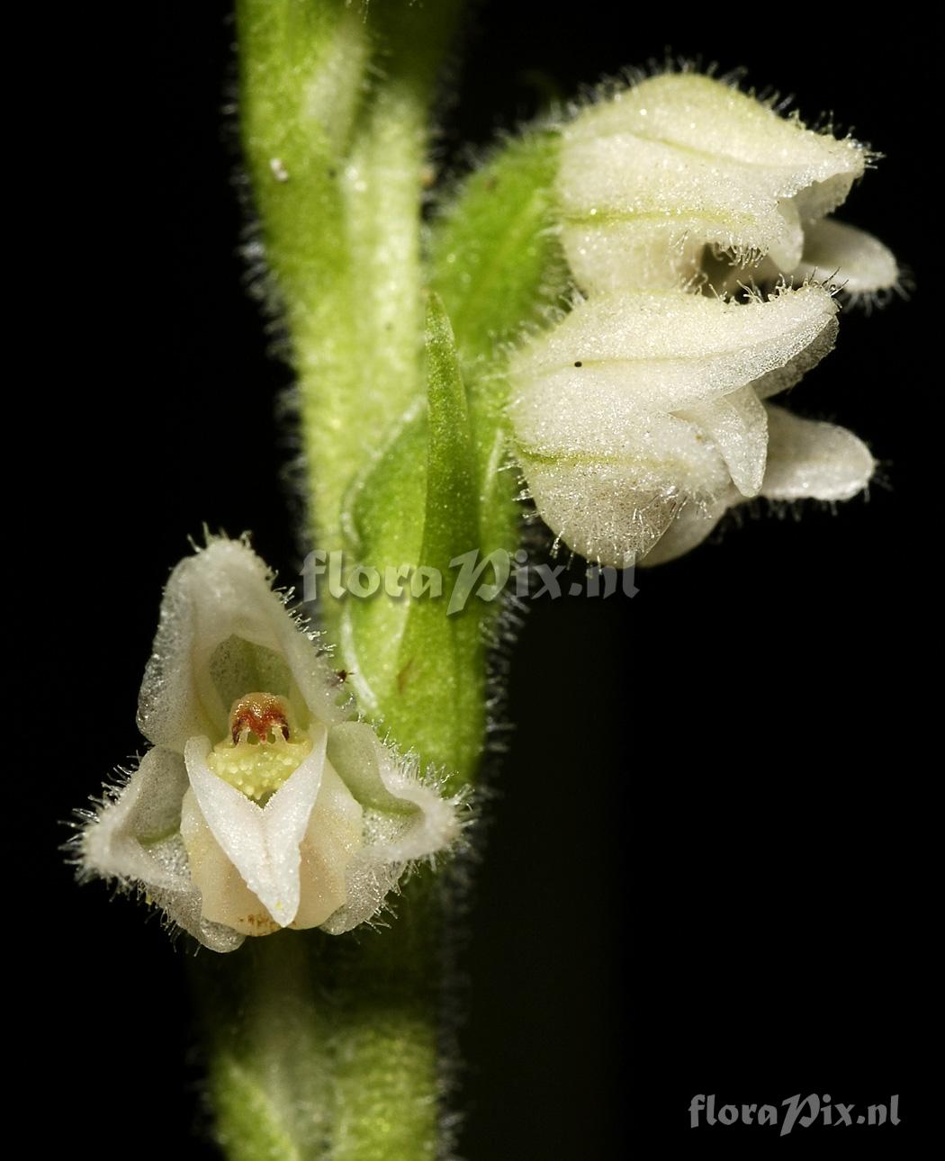 Goodyera repens