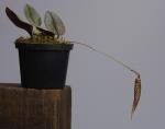 Bulbophyllum dischorense