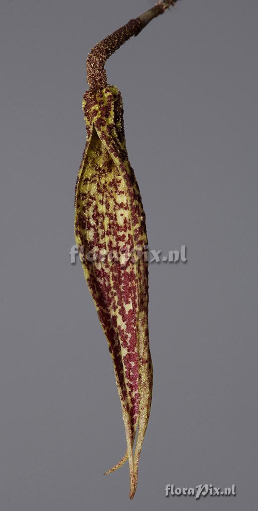 Bulbophyllum dischorense