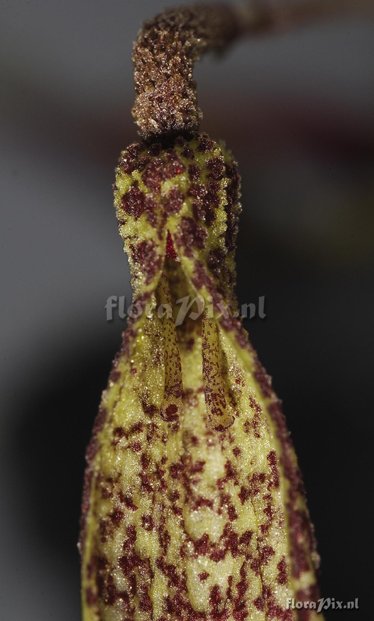 Bulbophyllum dischorense
