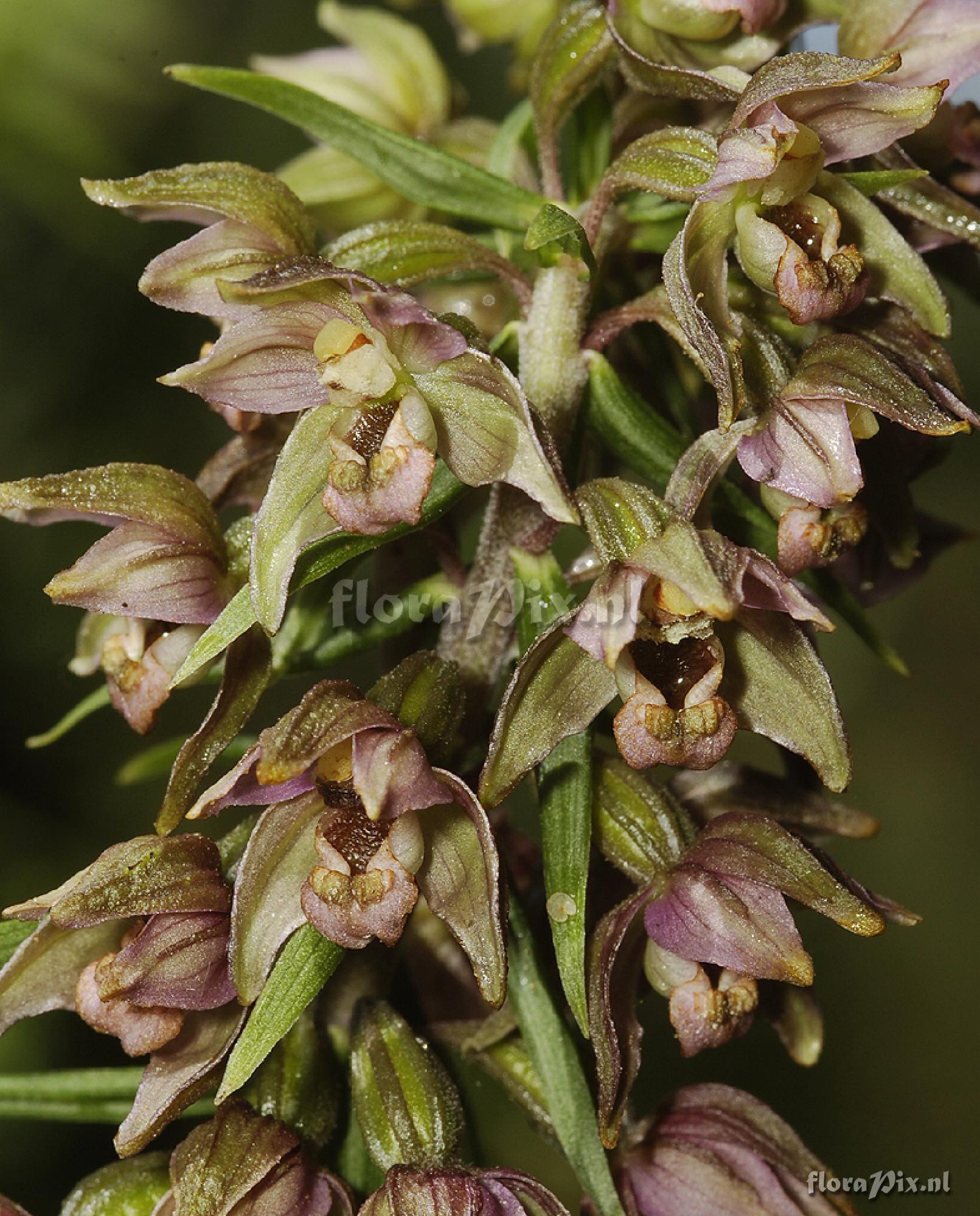 Epipactis helleborine