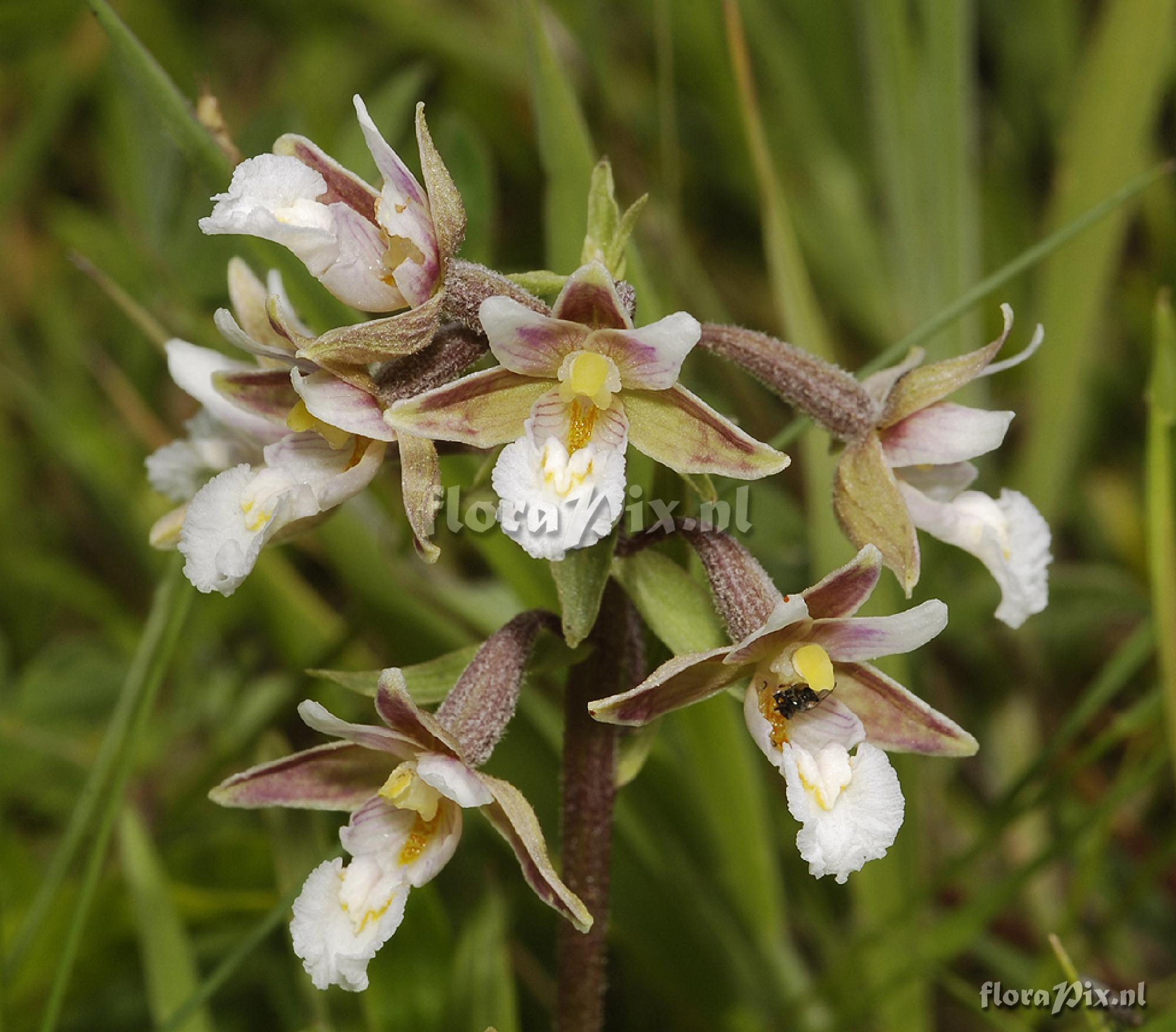 Epipactis palustris