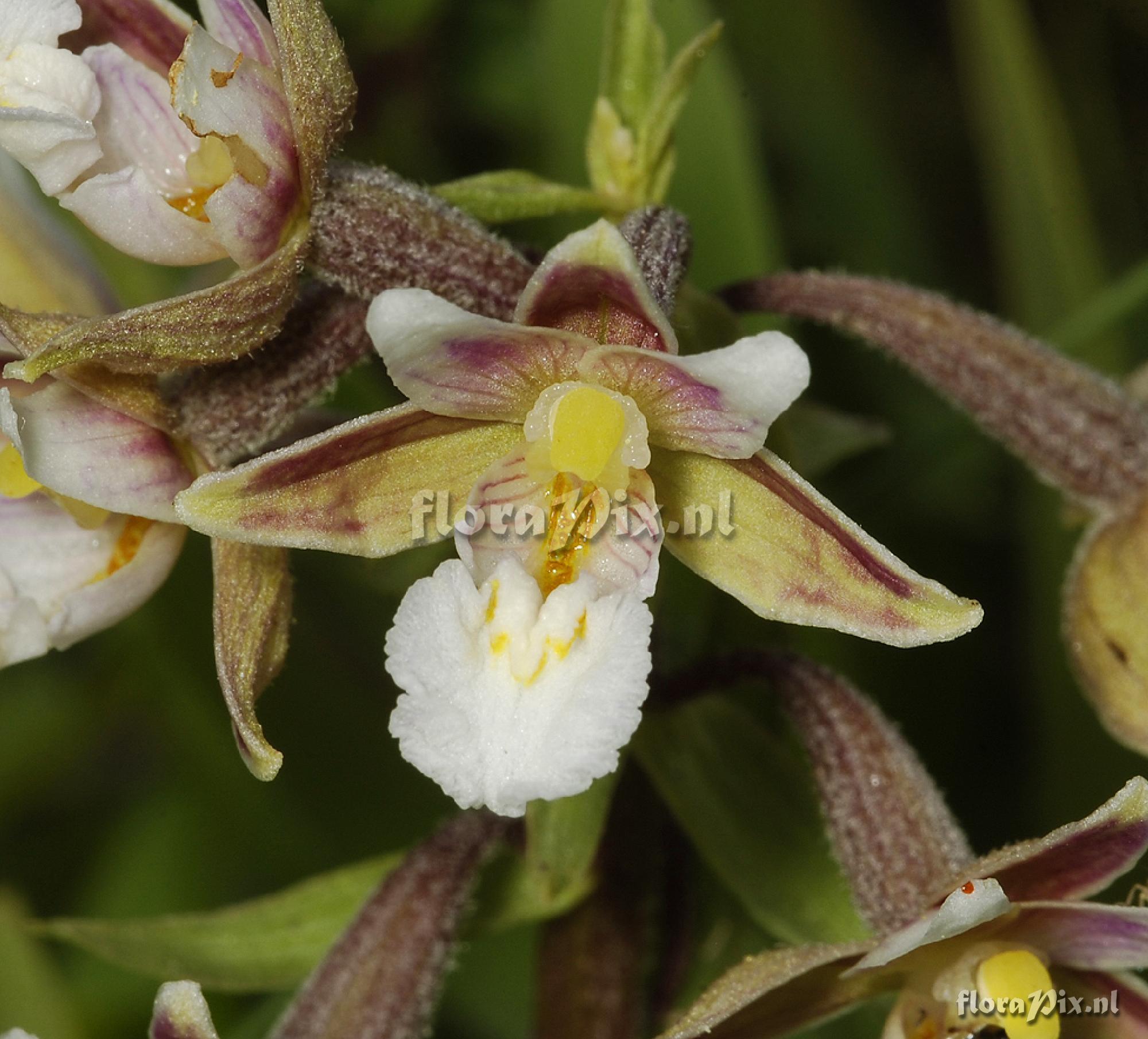 Epipactis palustris