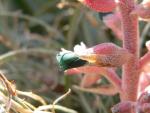 Puya tuberosa
