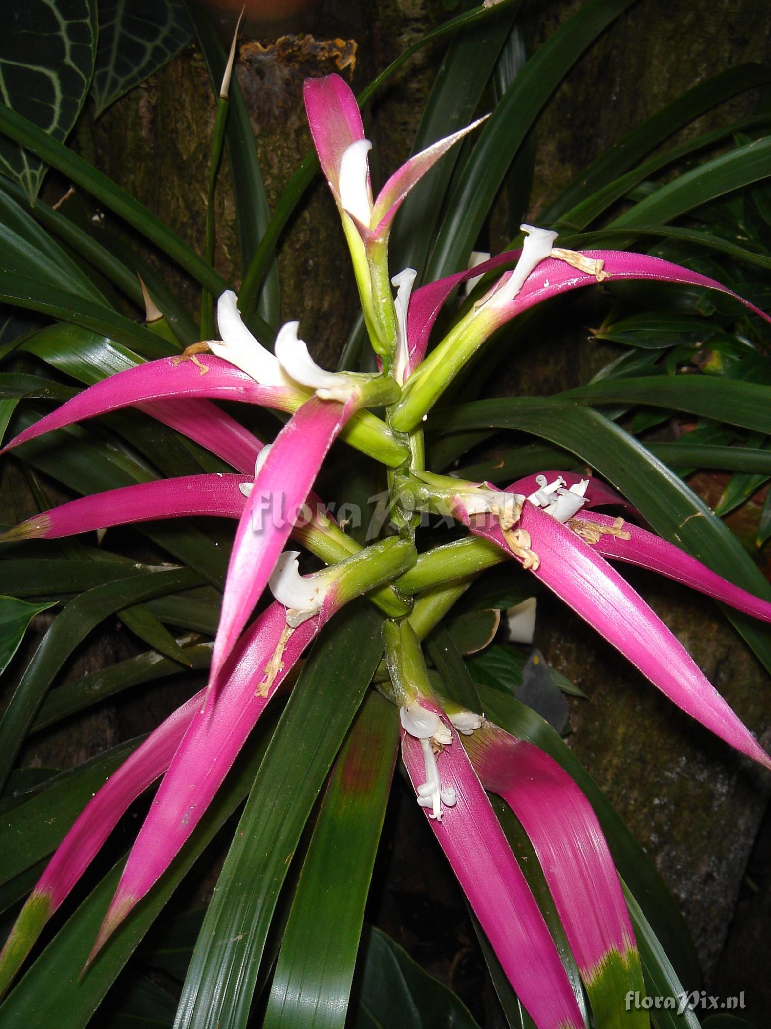 Guzmania wittmackii