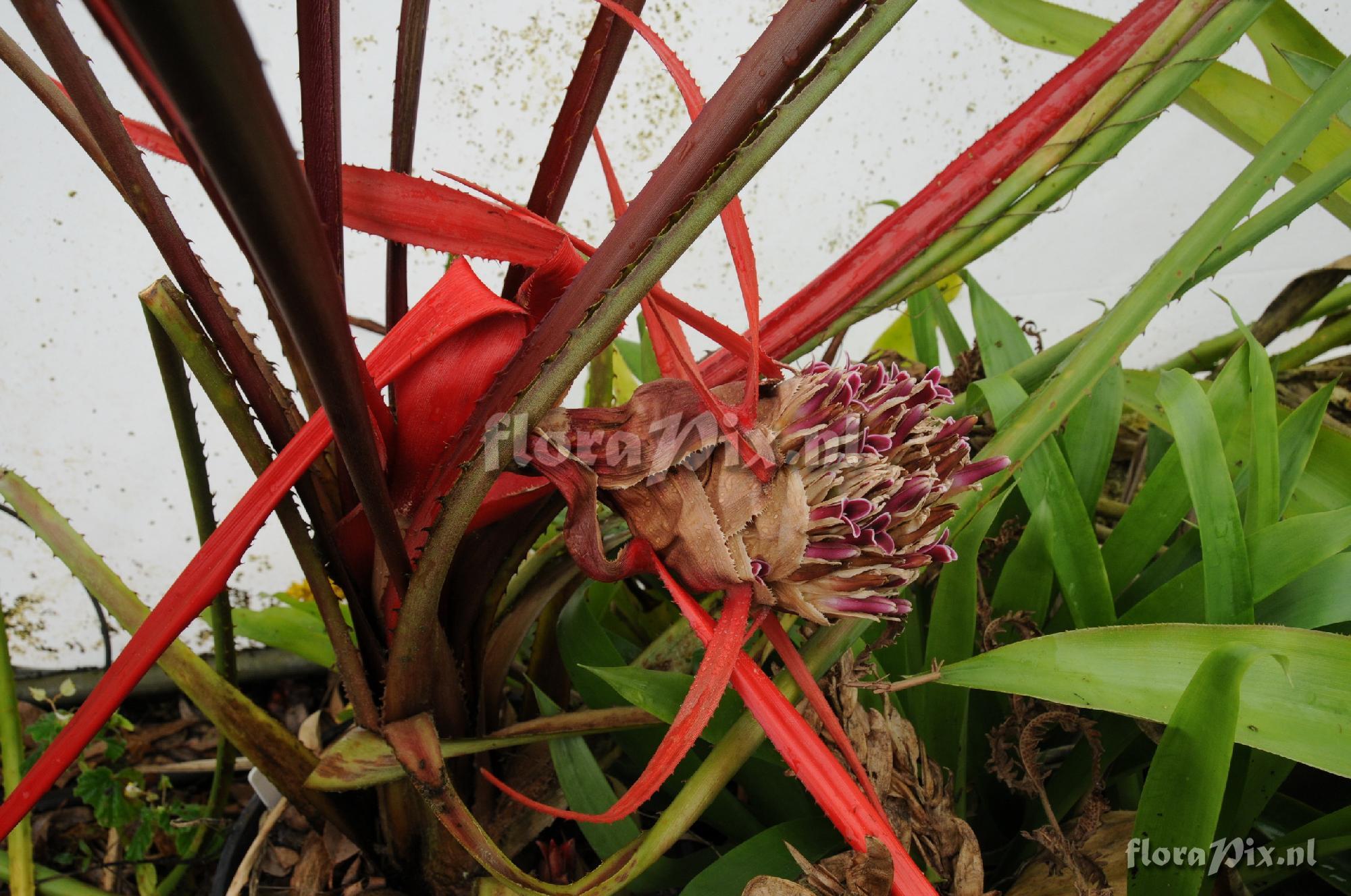 Bromelia cf epiphytica