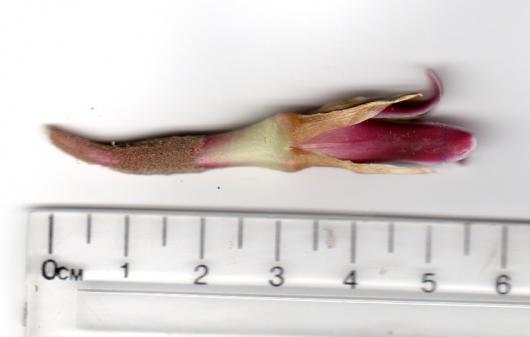 Bromelia cf epiphytica