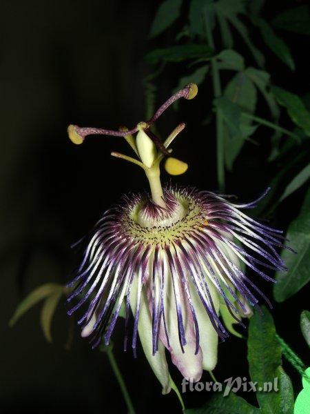 Passiflora 