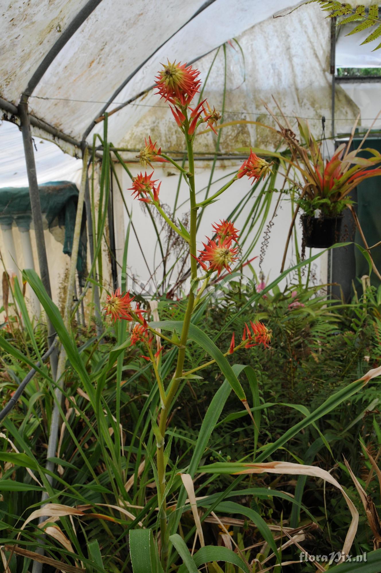 Pitcairnia lehmannii